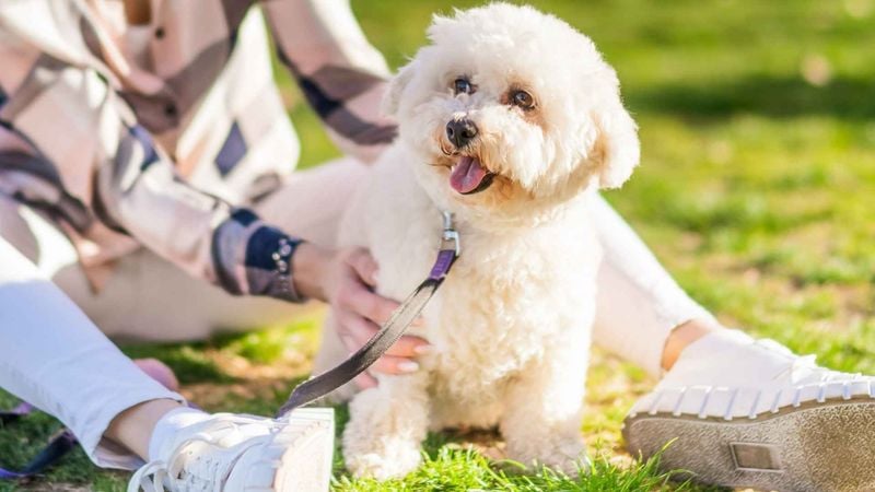 Ideal for First-Time Owners