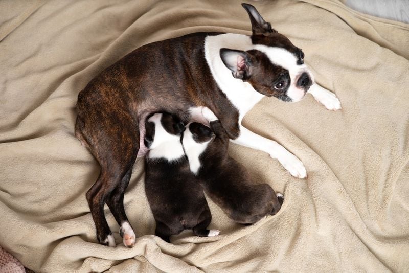 Boston Terrier's Birthing Impossibility
