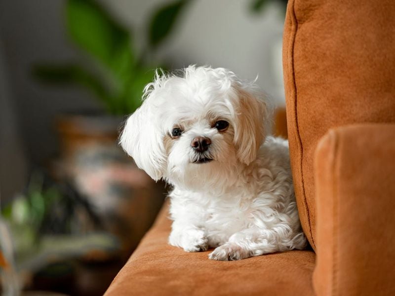 Maltese: The Ancient Lap Dog with Timeless Devotion