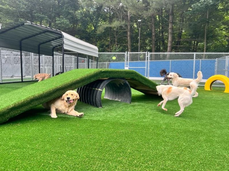 They Need More Physical or Mental Stimulation