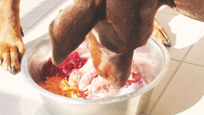 Pros and Cons of Raw Dog Food