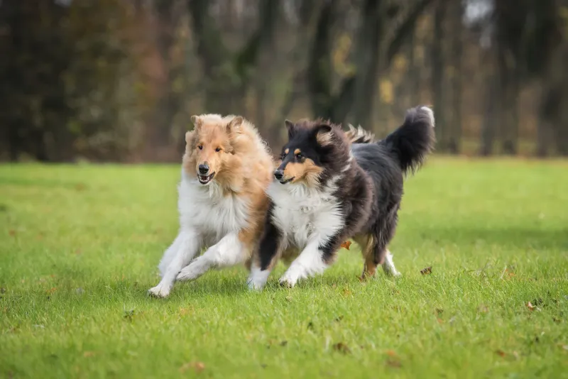 Collie