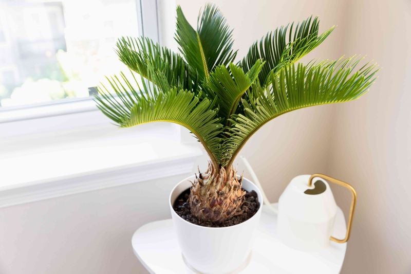 Sago Palm: The Deceptively Deadly Decorator