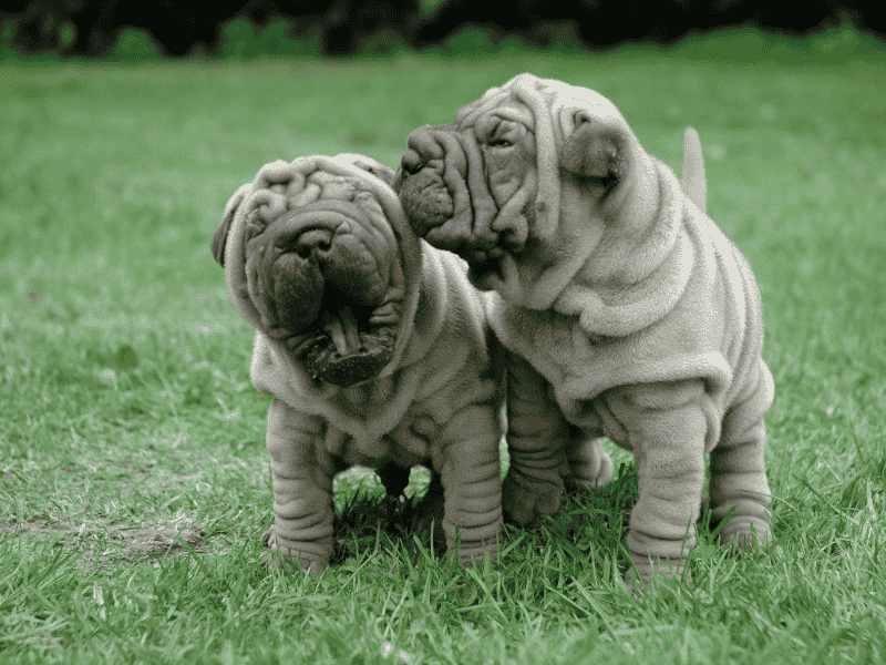Shar Pei
