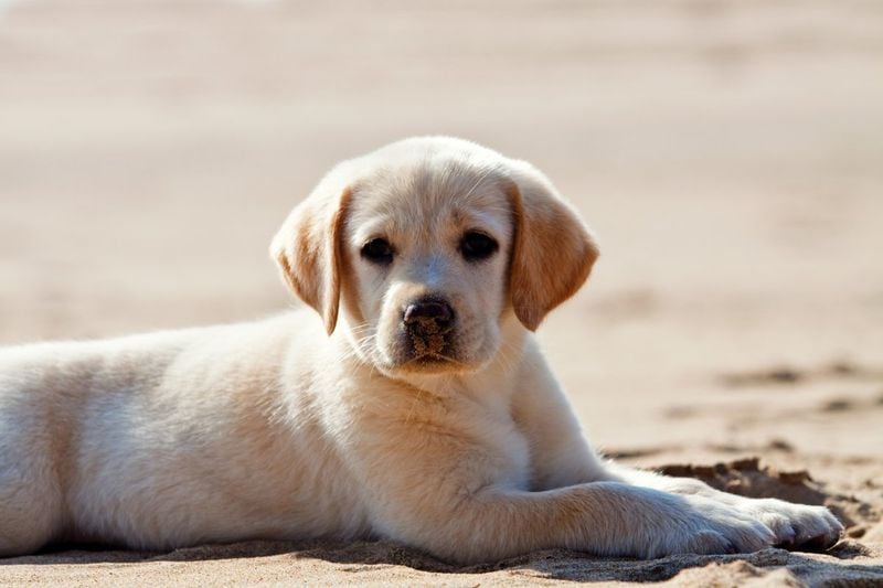 Labrador Retriever