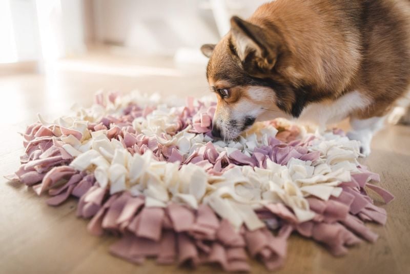 Give Them a Puzzle Toy