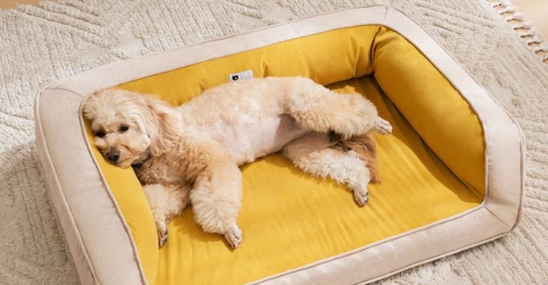 If You Want to Make Your Dog Happy, Here Are 20 Things You Should Buy