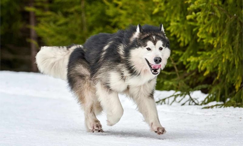 Alaskan Malamute