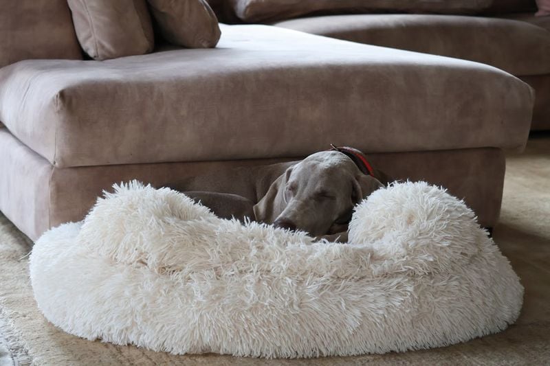 Give Them a Comfy “Den” Space