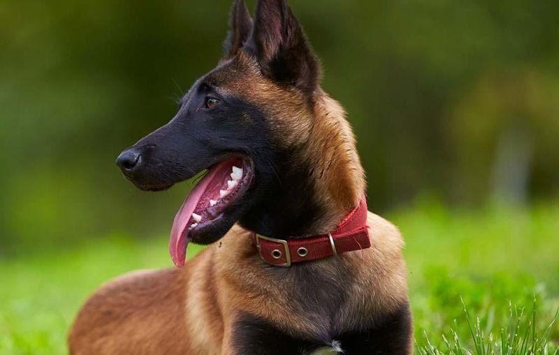Belgian Malinois: The Working Professional