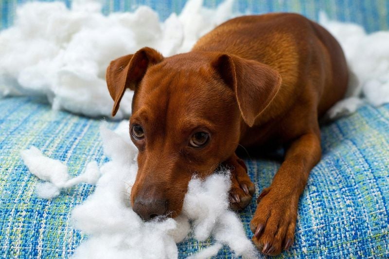 Destructive Behavior Signals Distress