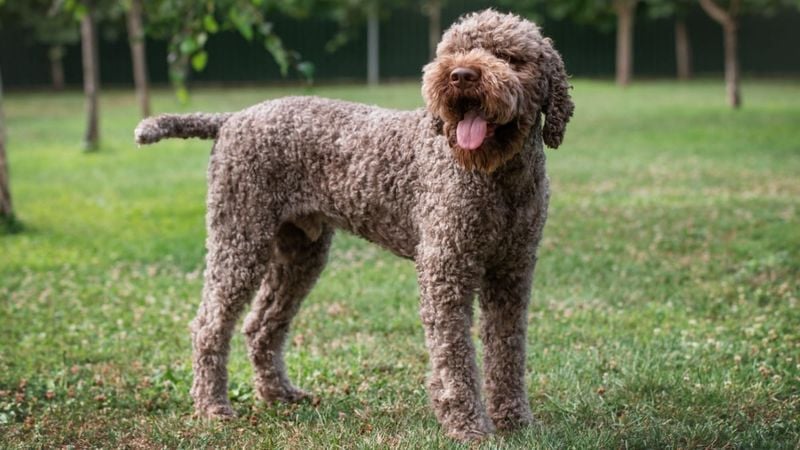 Lagotto Romagnolo: The Truffle Hunter With No Trace of Odor