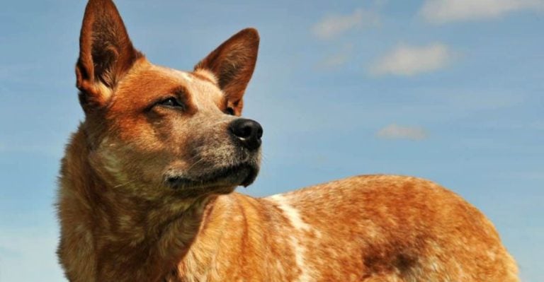 Is a Red Heeler the Right Dog for You? These 21 Facts Might Change Your Mind