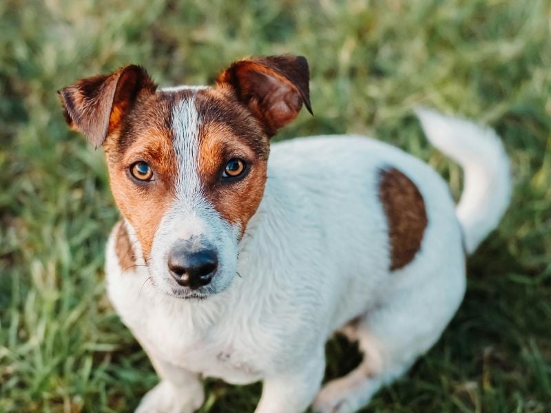 Jack Russell Terrier: Small Package, Explosive Energy