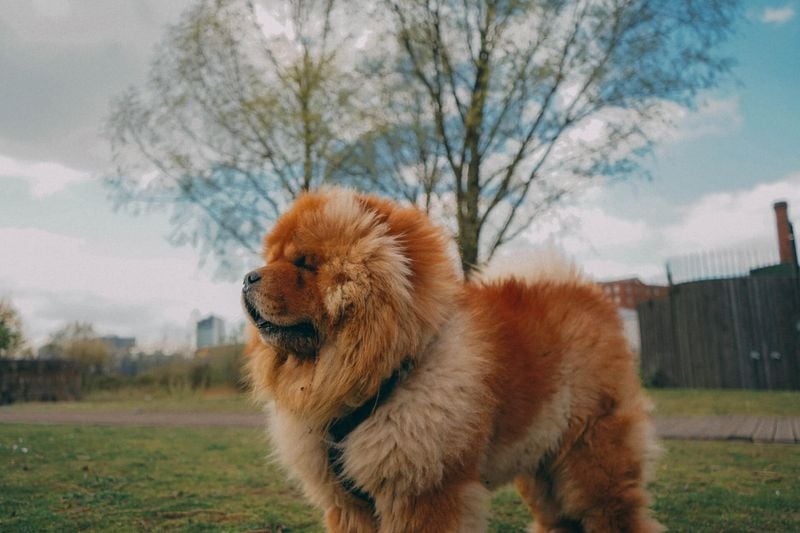 Chow Chow: The Aloof Guardian