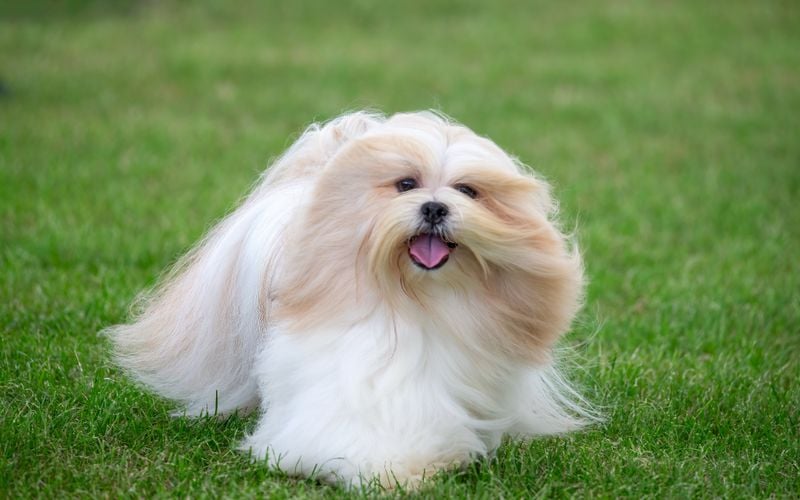 Lhasa Apso