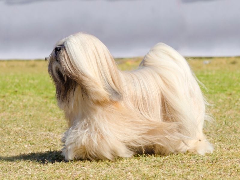 Lhasa Apso: The Serene Sentinel