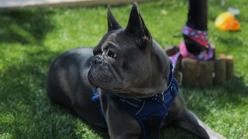 Better for Flat-Faced Breeds