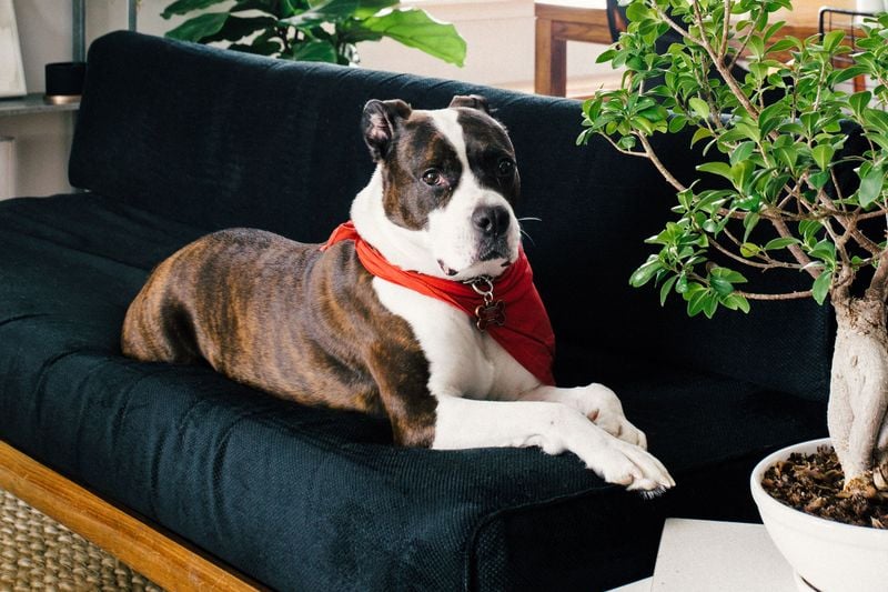 Pit Bull Terrier: Strong-Willed and Misunderstood