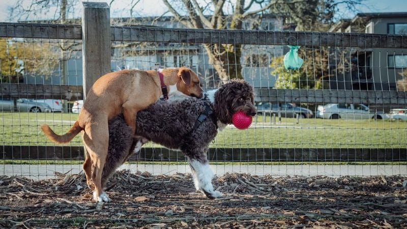 Mounting Behavior