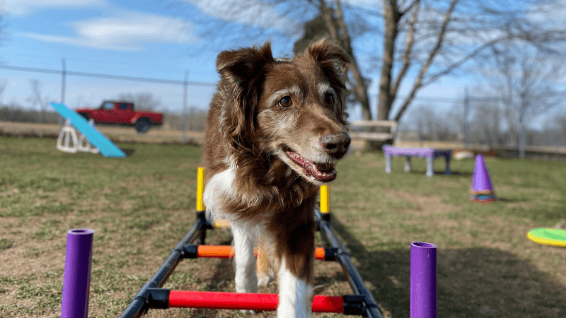 Access to Enrichment and Play
