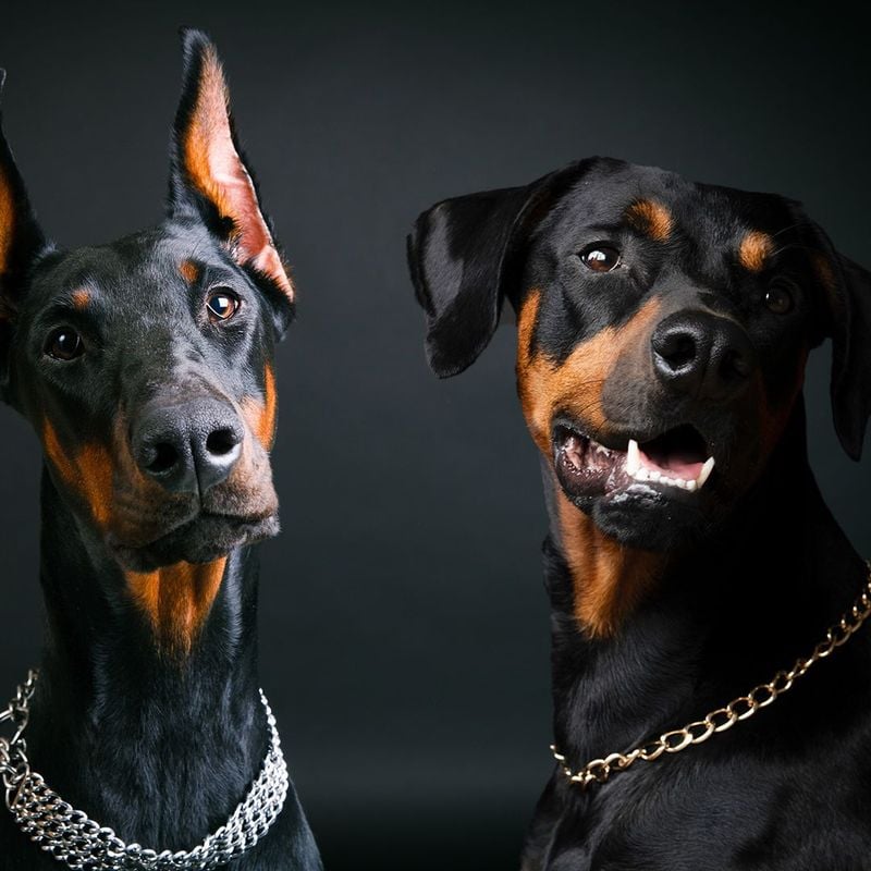 Head and Facial Structure