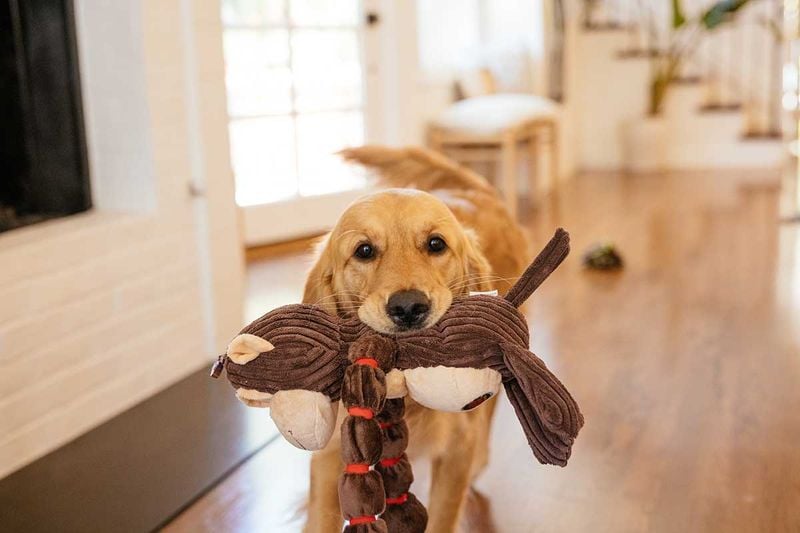 Offering a Favorite Toy or Chew Item