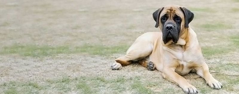 American Mastiff: The Gentle Giant