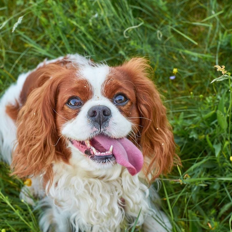 Cavalier King Charles Spaniel: The Velcro Dog With Separation Issues