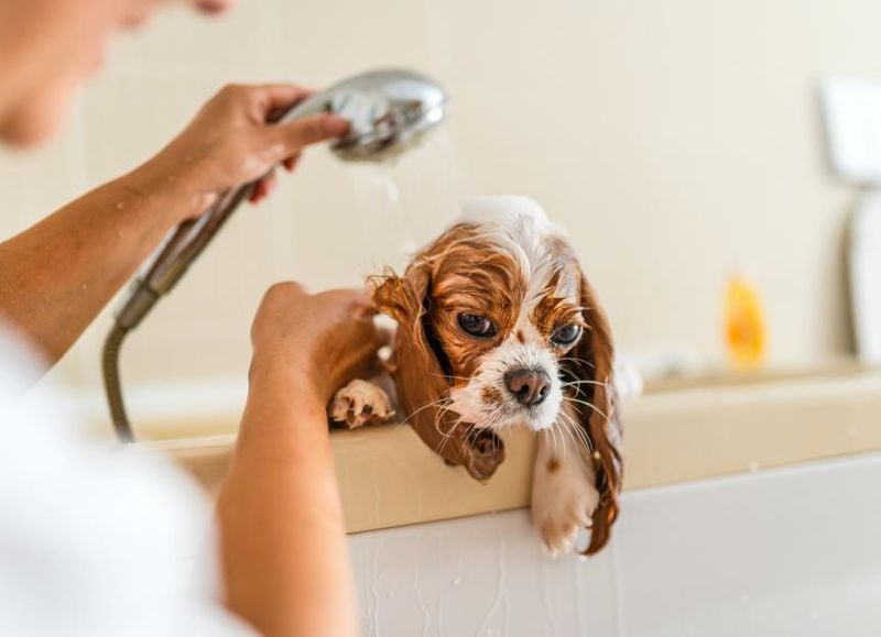 Know Your Dog's Coat Type
