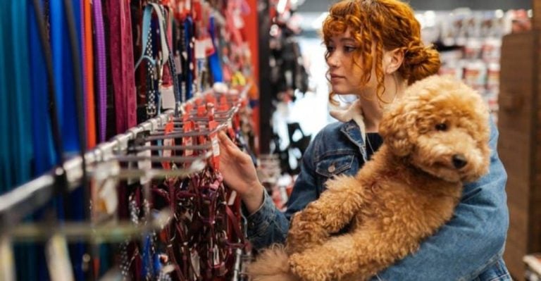 Just Adopted? These 17 Tips Will Help Your Dog Adjust Quickly