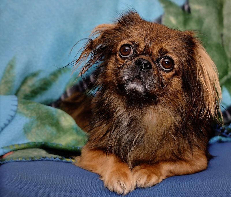 Pekingese