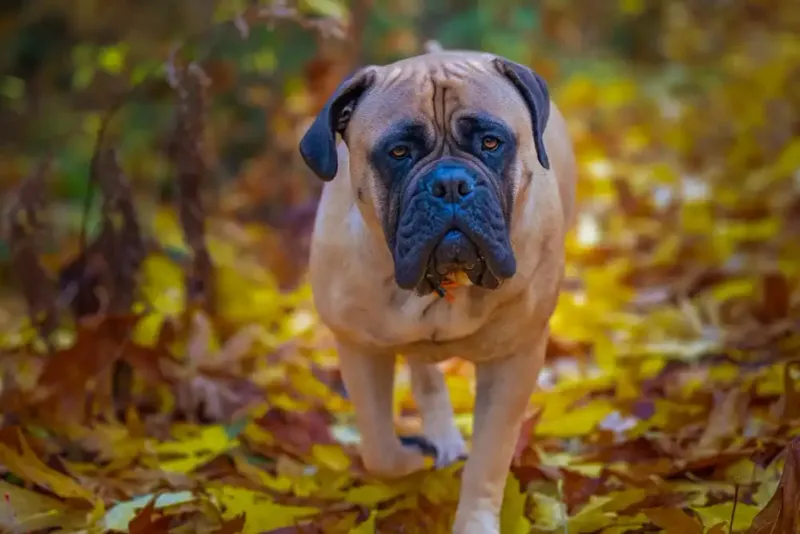 Bullmastiff: The Gentle Giant with Boundaries