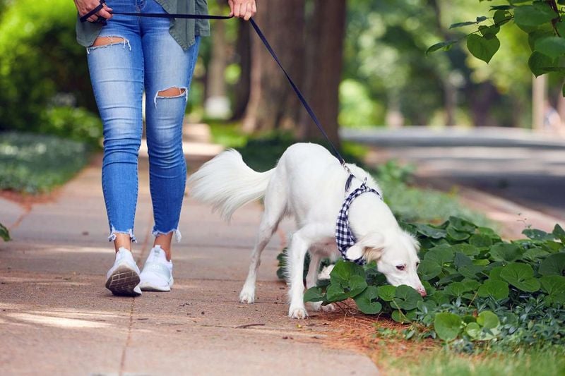 Allow Plenty of Sniffing Adventures