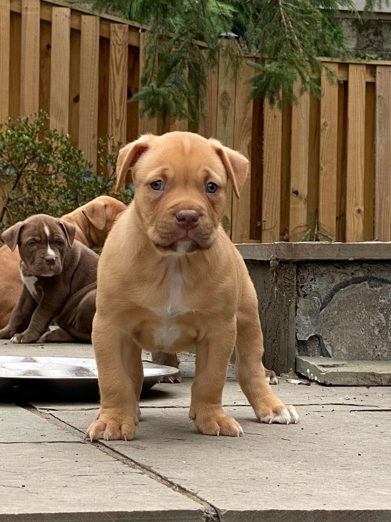 Poor Socialization Creates Challenges