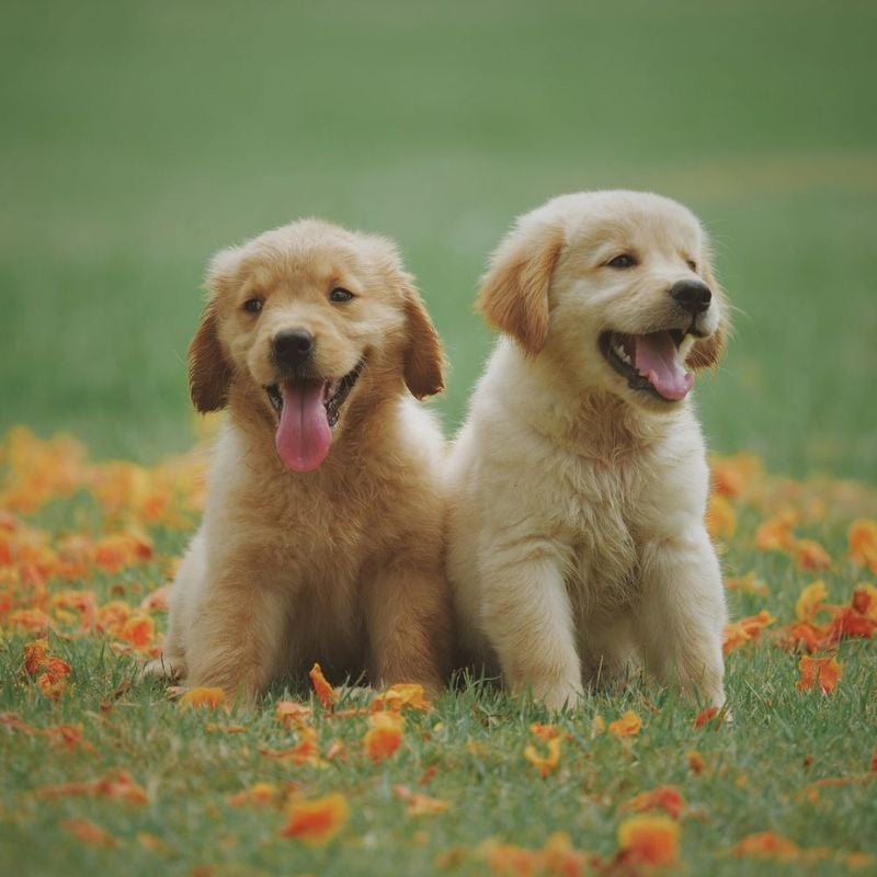 Growth Spurts Make Puppies Ravenous