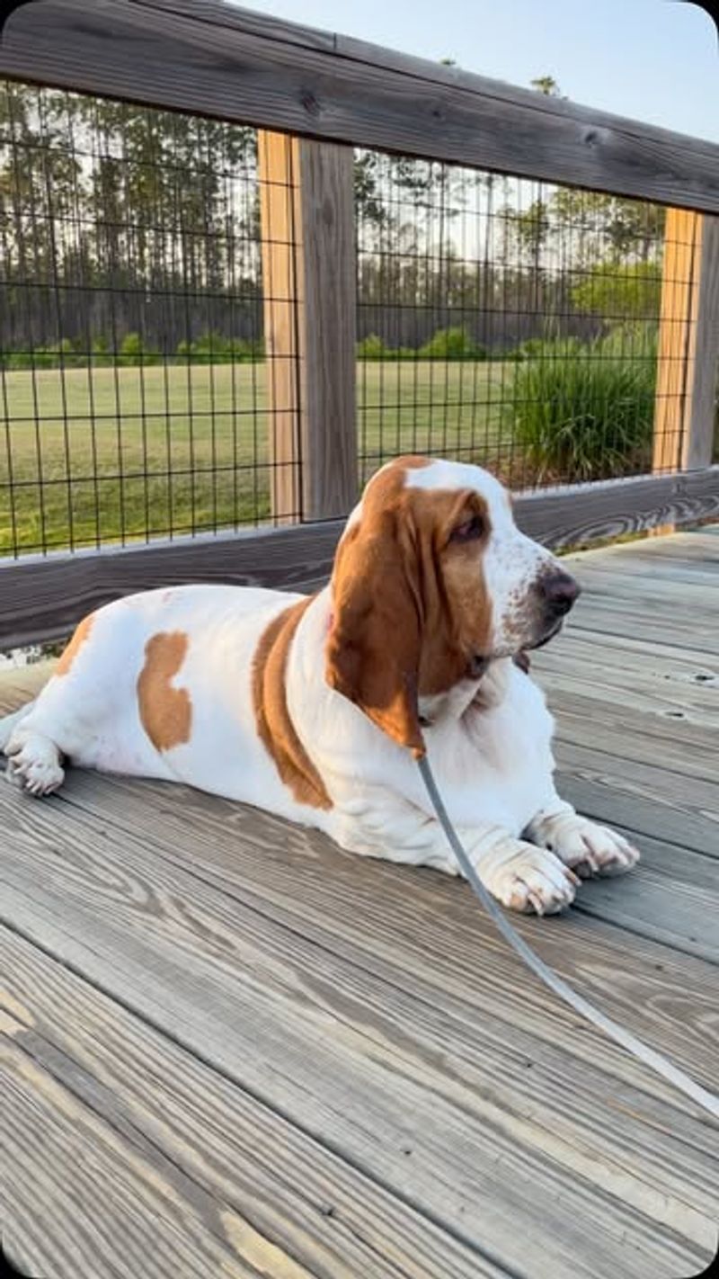 Basset Hound