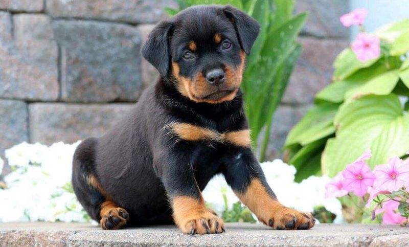ESTJ – Rottweiler