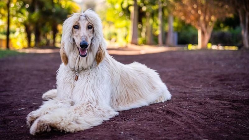 Afghan Hound