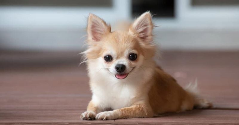 Chihuahua: The Tiny Champion