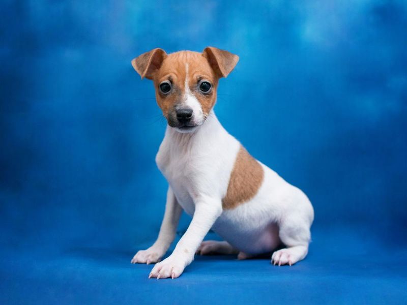 Toy Fox Terrier: Pocket-Sized Powerhouse