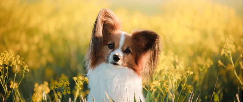 Papillon