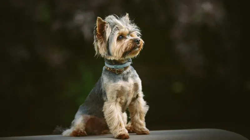 Yorkshire Terrier: Brave Little Mood Booster