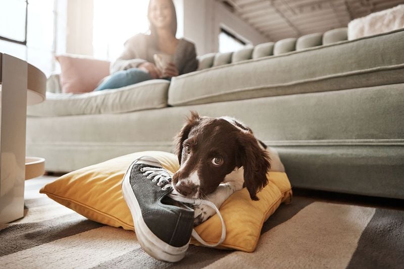 Puppy-Proof Your Home