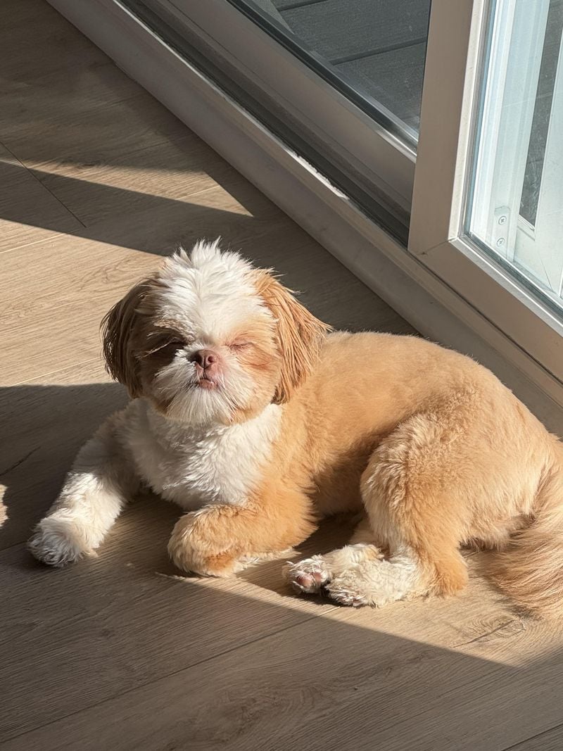 Shih Tzu