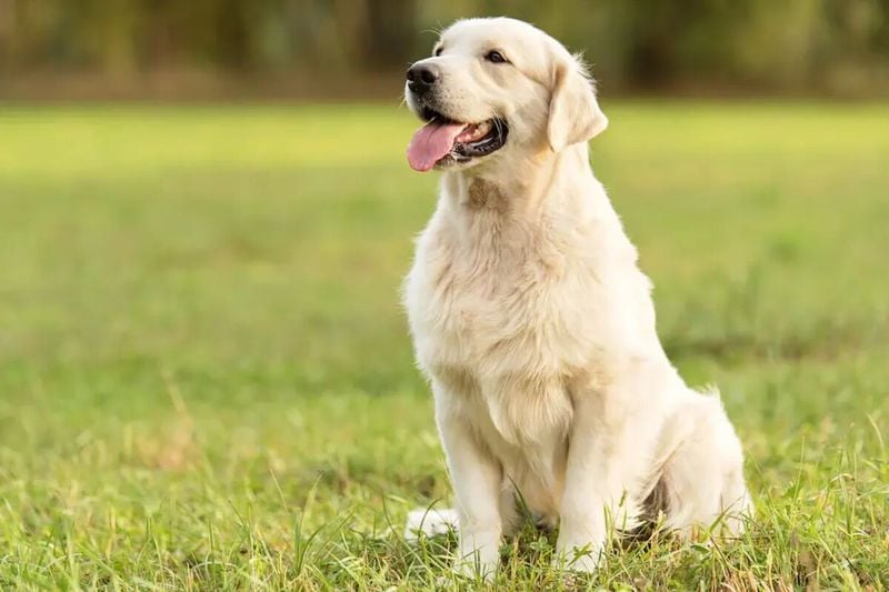 Golden Retriever