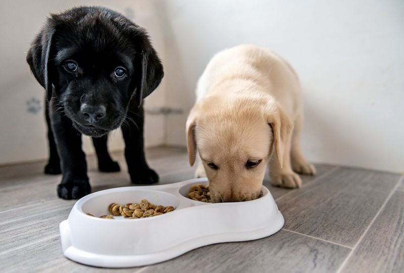 Not Enough Calories in Their Diet