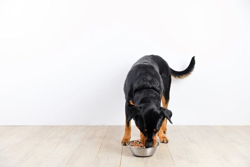 What Is a Rotational Diet for Dogs?