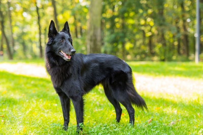 Belgian Sheepdog (Groenendael)