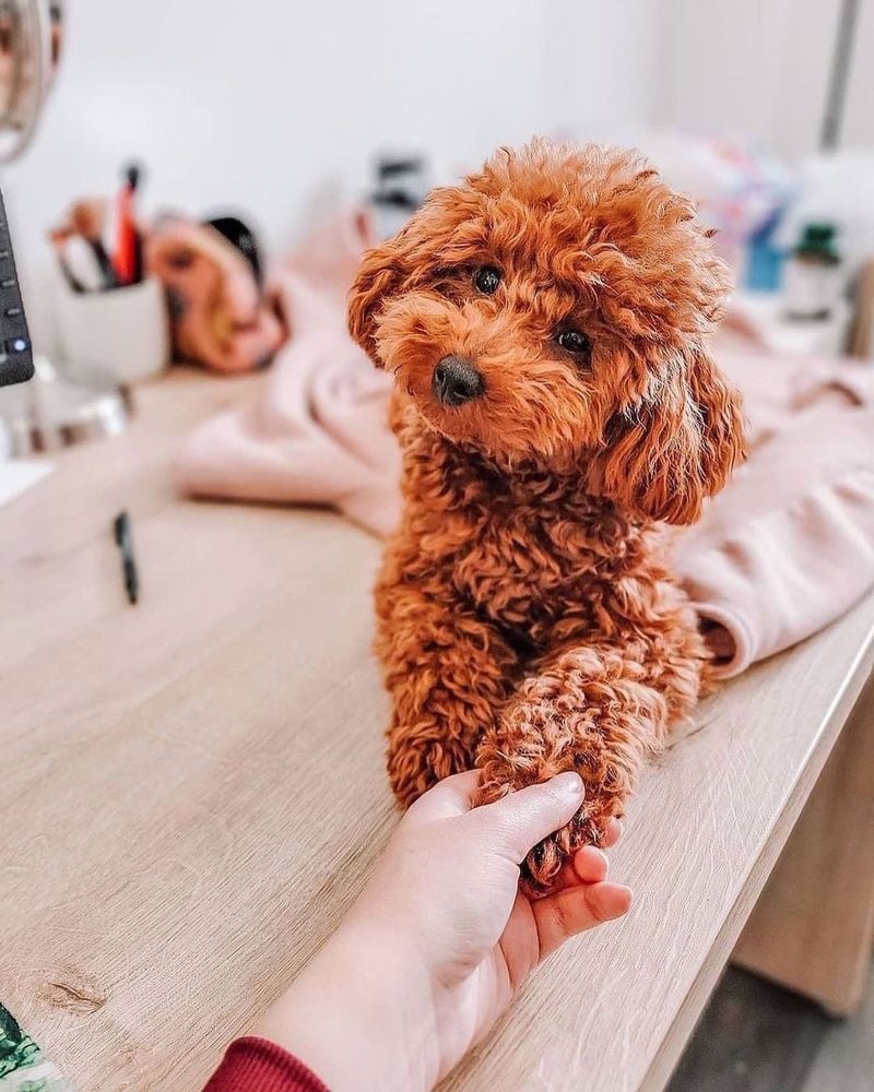 Toy Poodle